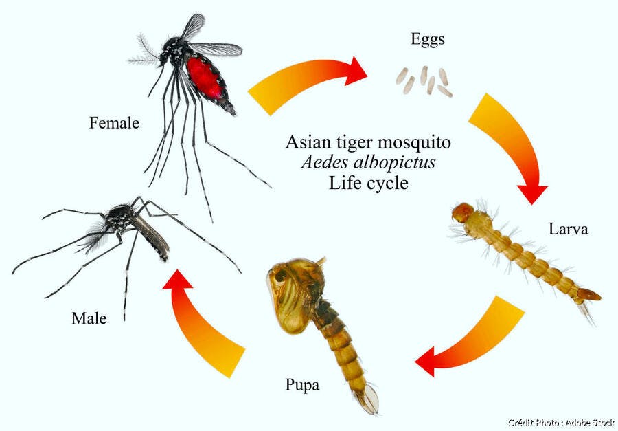 Cycle de vie du moustique tigre de l'œuf à l'adulte 