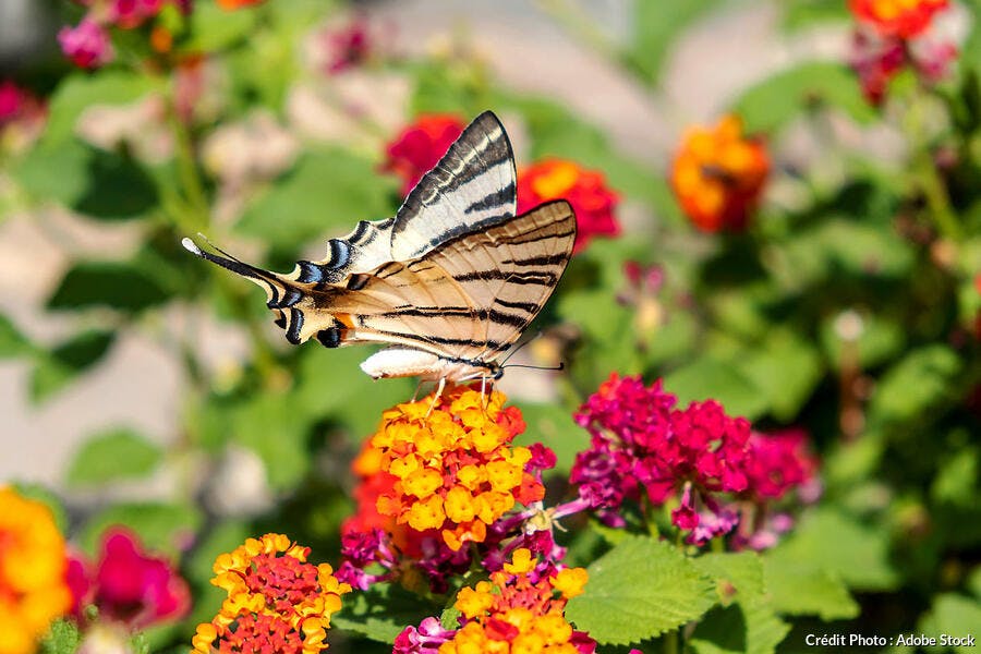 Papillon butinant sur une fleur de Lantana camara 