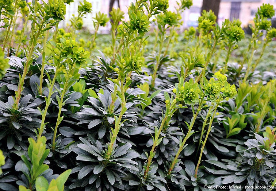 Euphorbia amygdaloides 