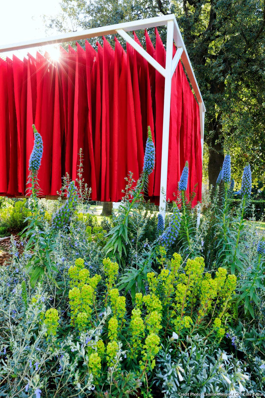 Jardin avec euphorbes et echiums, à Cannes, au festival des jardins de la Côte d'Azur 2023 