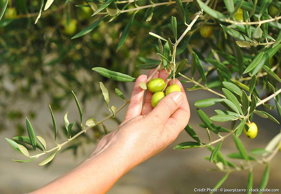Cueillette des olives 