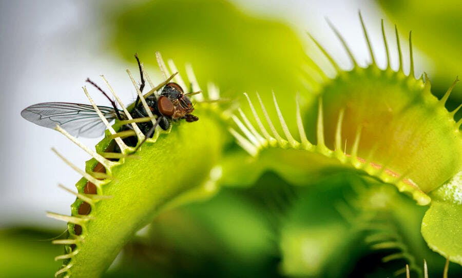 Dionaea muscipula en train de manger une mouche 