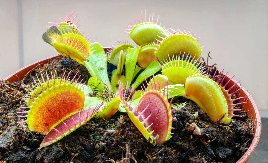 Dionaea Muscipula : culture, entretien, nourriture | Détente Jardin