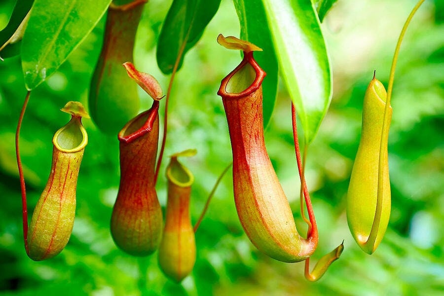 Nepenthes plantes carnivores 