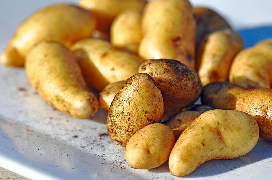 Pommes de terre ratte 