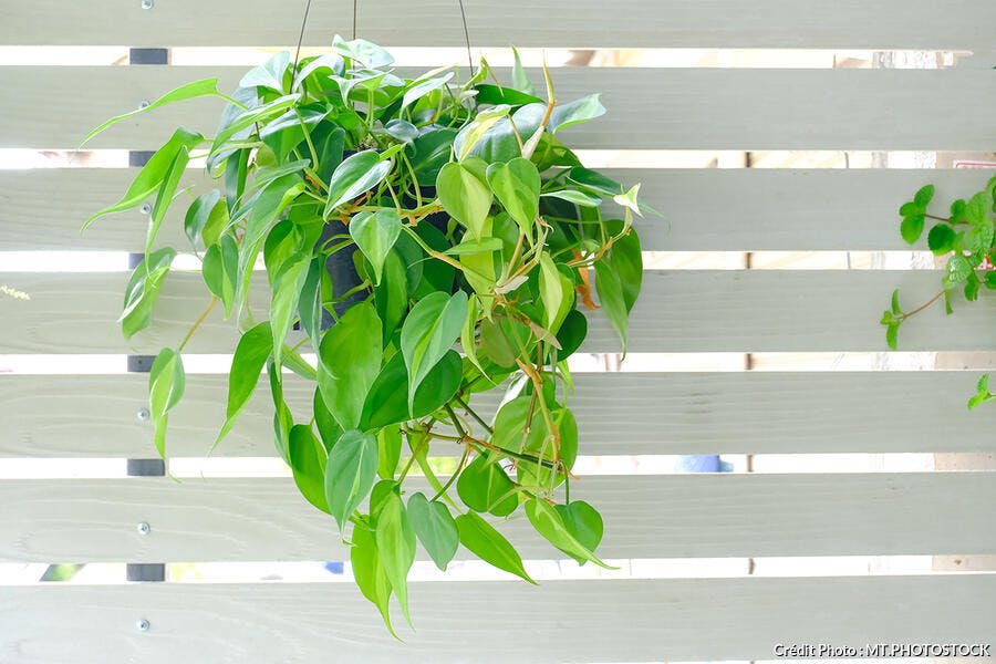 philodendron scandens 