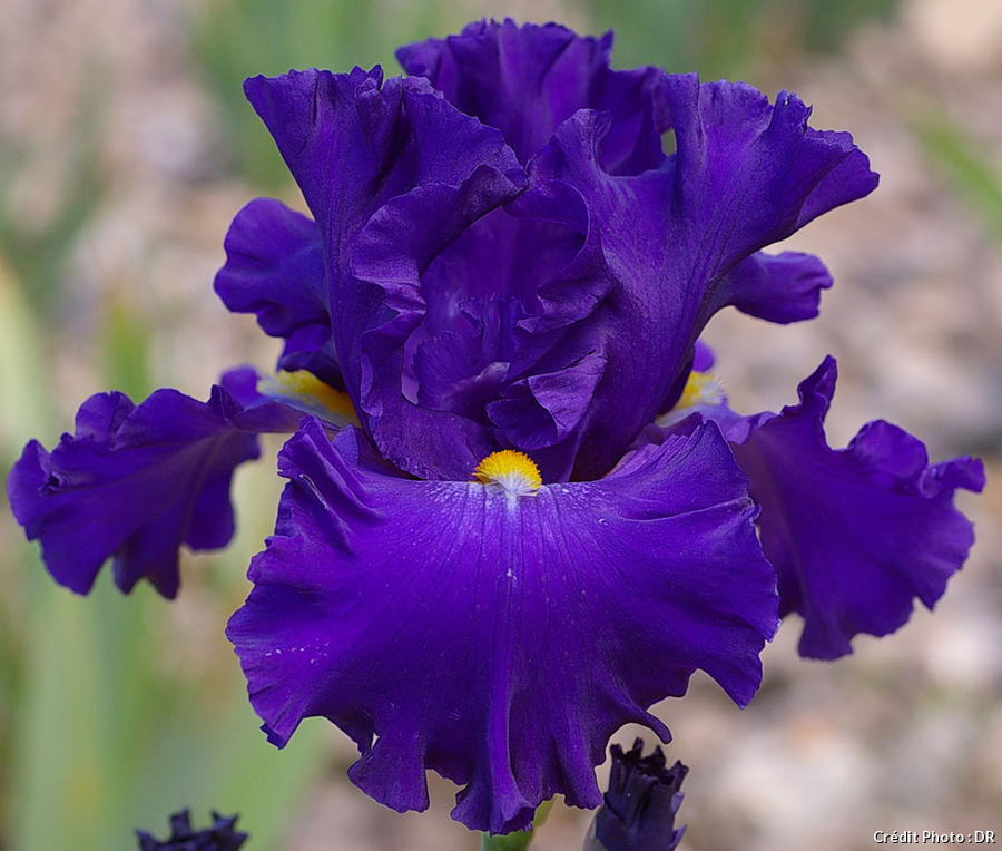 Iris Fleur Carillon éolien 