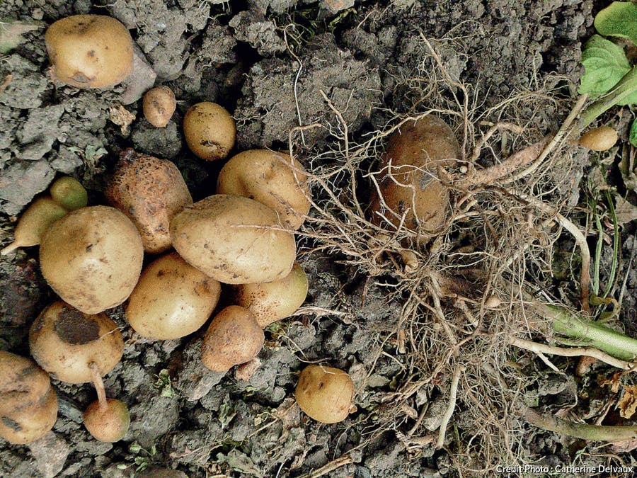 pommes de terre 