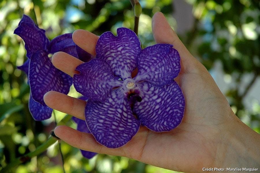 Orchidee vanda, orchidee vanda bleue - entretien orchidée | Détente Jardin