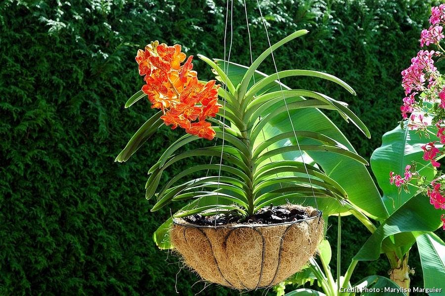 Orchidee vanda, orchidee vanda bleue - entretien orchidée | Détente Jardin