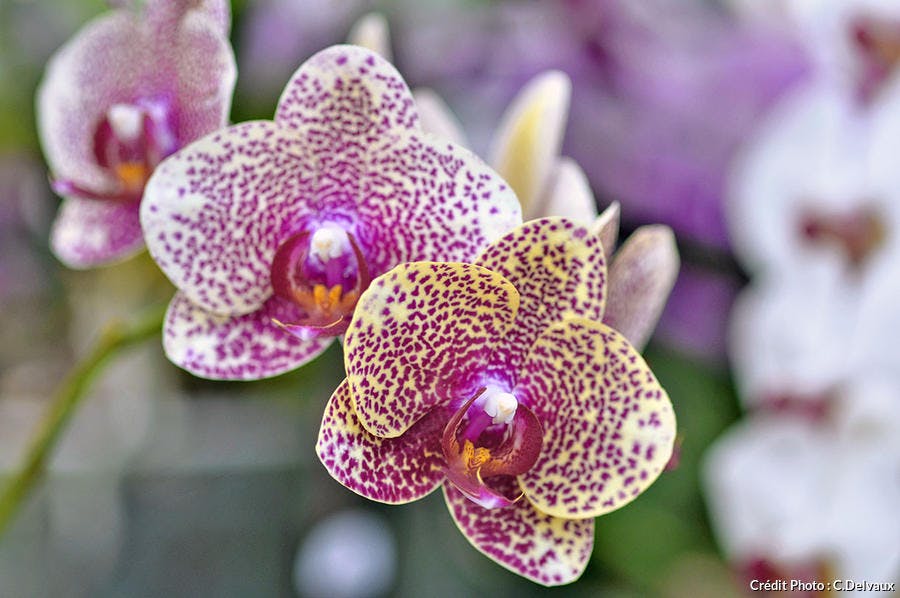 Orchidée 'Brother Love Sand' 