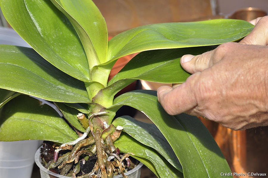 Nettoyer les feuilles de l'orchidée 