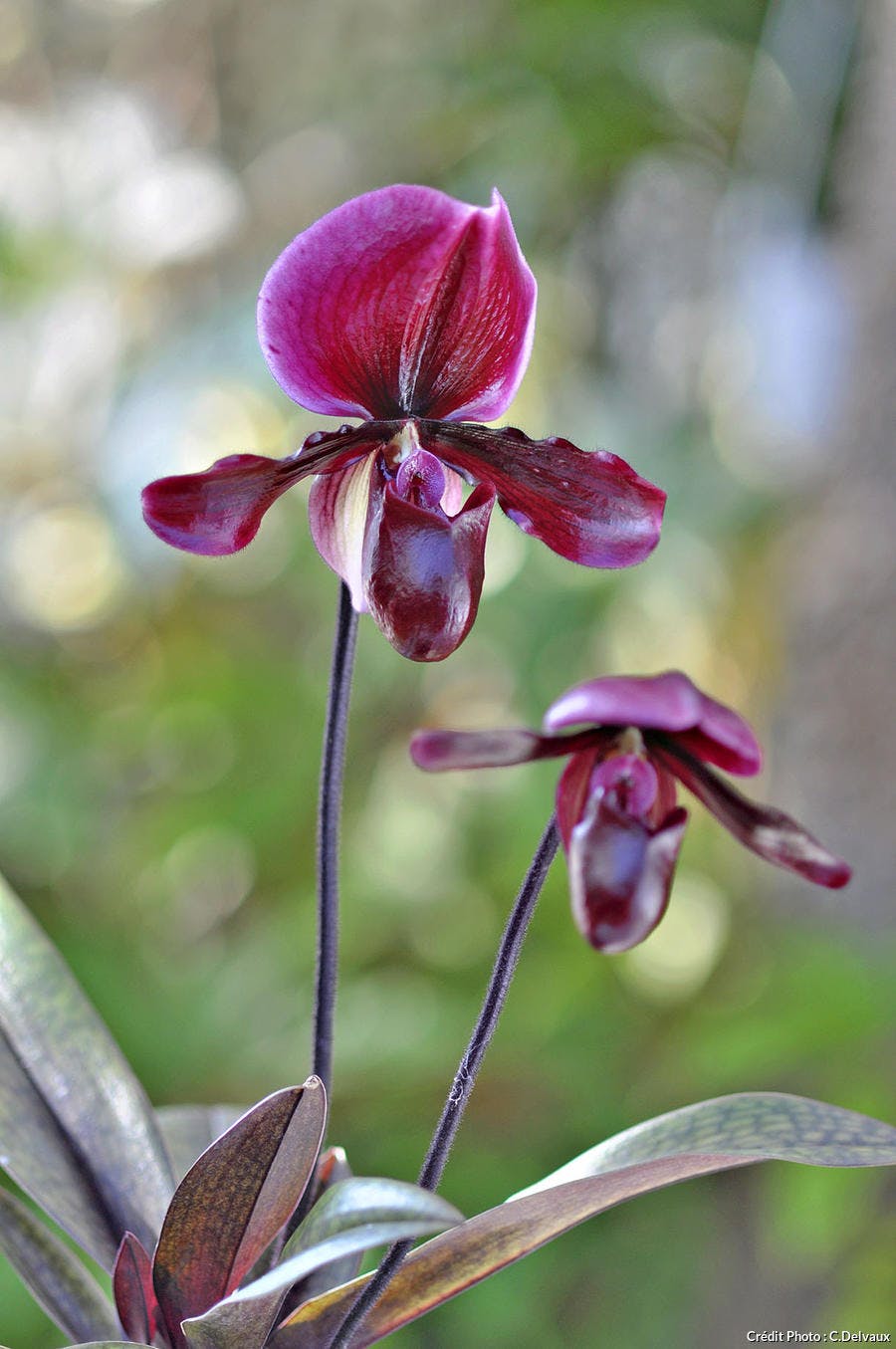 Orchidée 'Raisin Glory' 