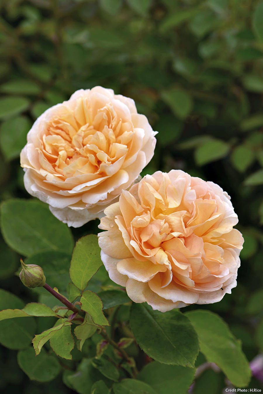 Rose 'Lady Gardener' 