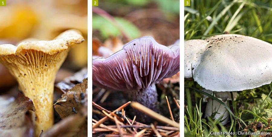 Girolle, Pied-bleu, Rosé: des champignons comestibles 