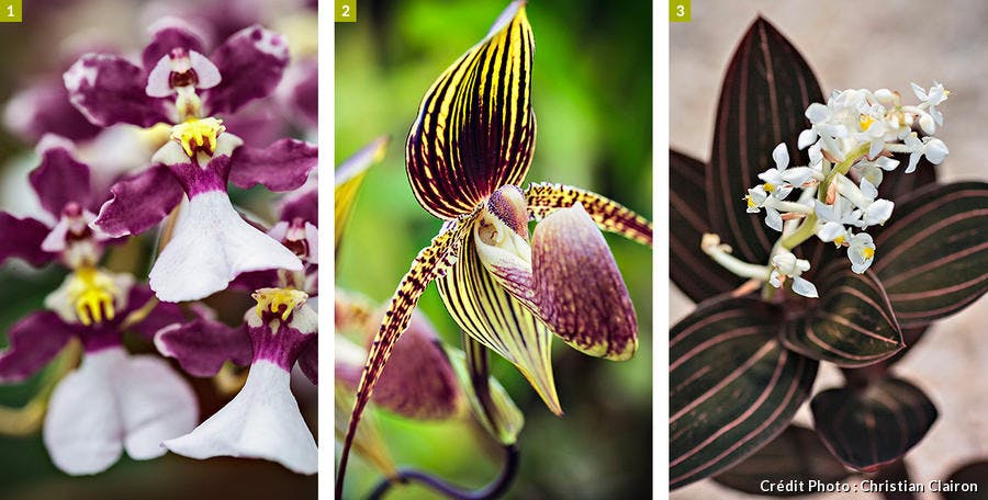 Plusieurs variétés d'orchidées 