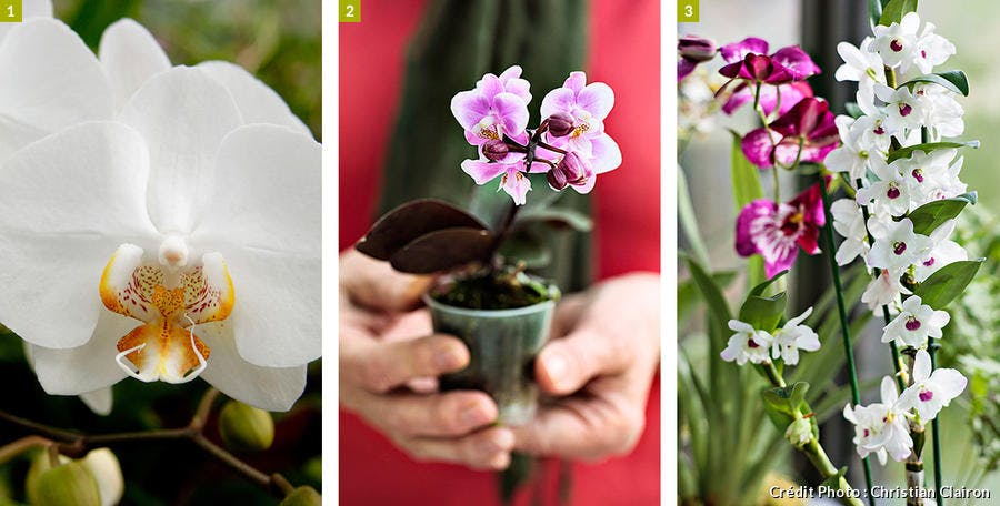 Trois variétés de phalaenopsis 