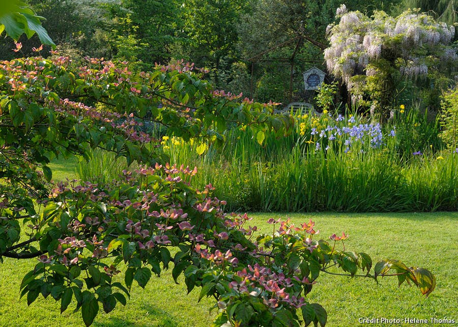 Jardin des Lianes, cornouillers roses 