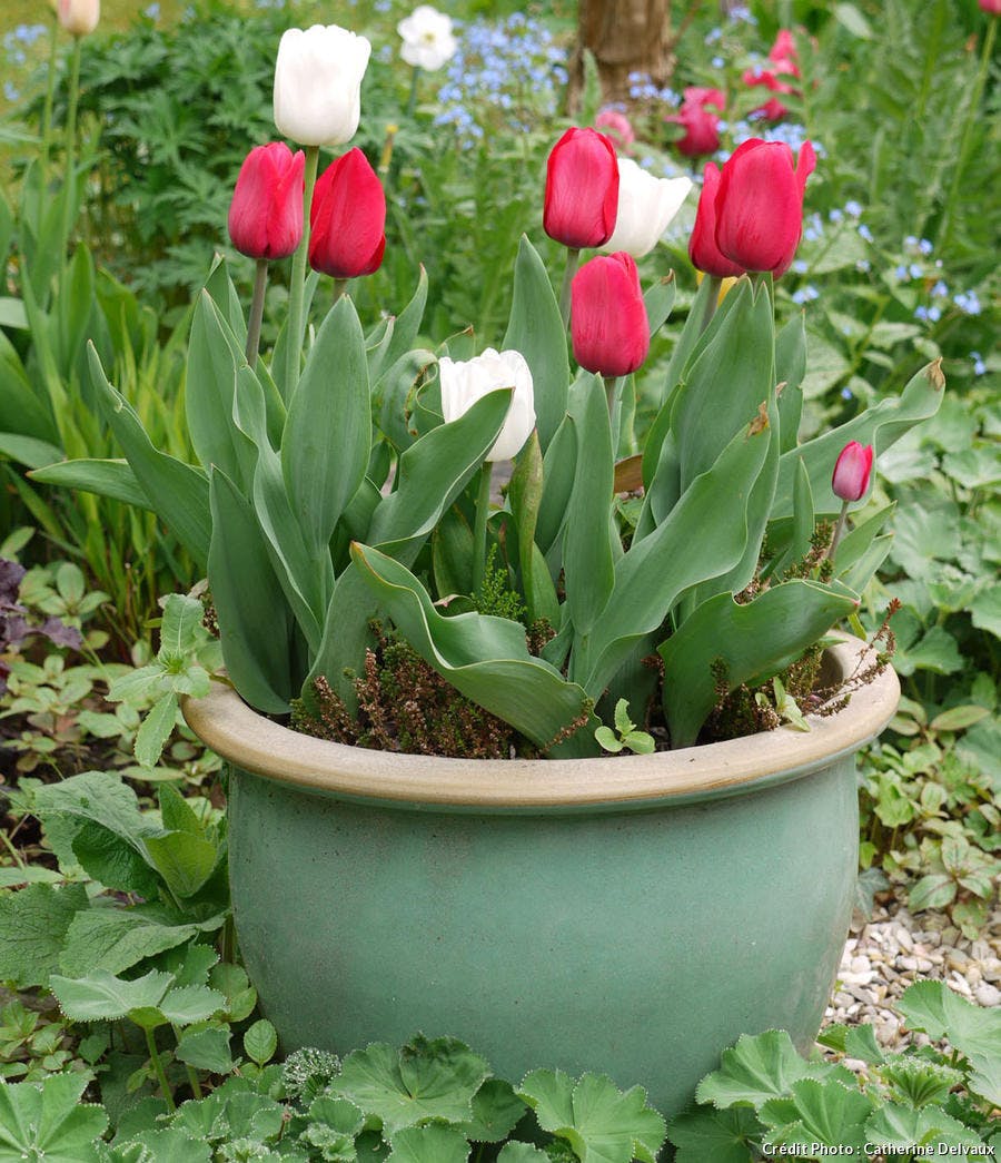 Tulipes en pot 