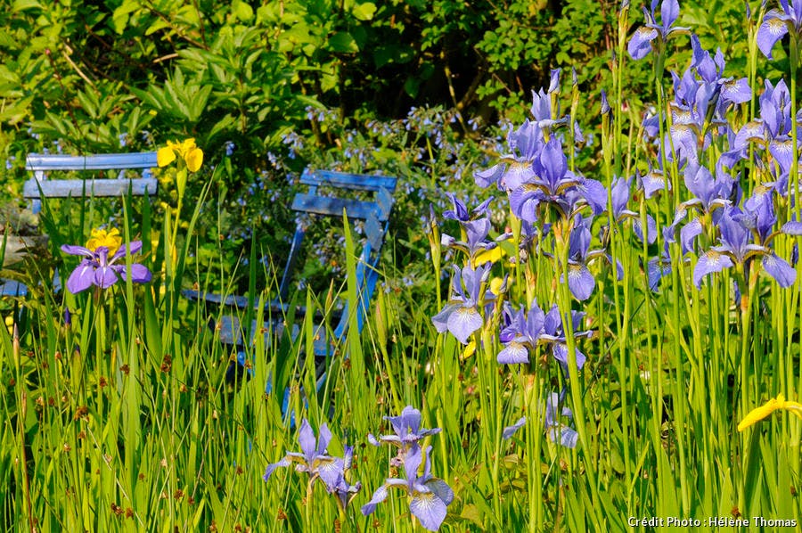 Jardin des Lianes, iris d'eau 