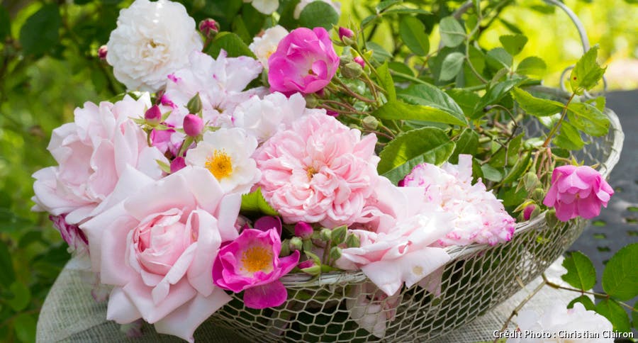 Panier en osier rempli de jolies roses anciennes colorées 