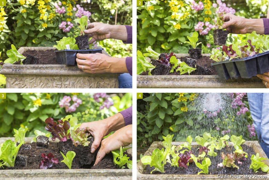 Comment planter ses salades en pot en 4 étapes 