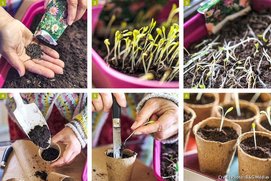 Comment semer les dahlias par étape 
