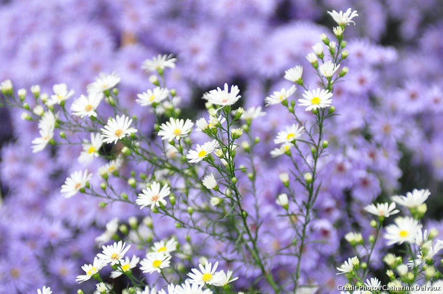 Asters 