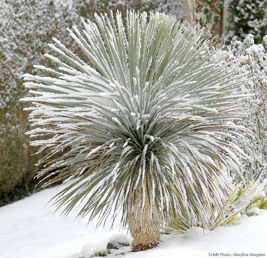 Yucca rostrata neige 