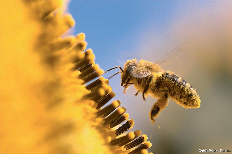 abeille sur fleur jaune 