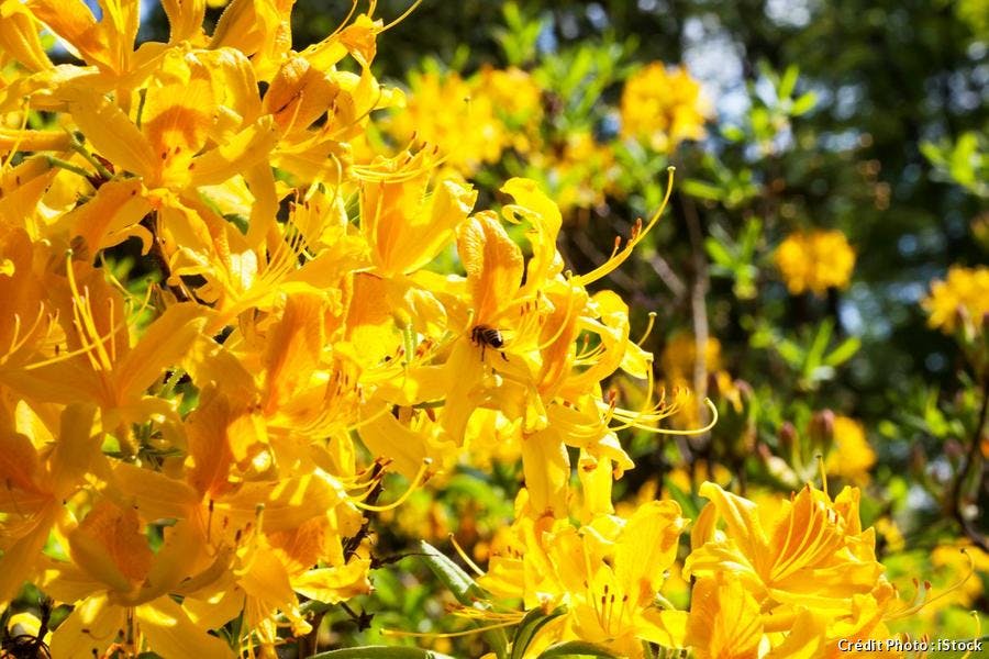 Rhododendron jaune 