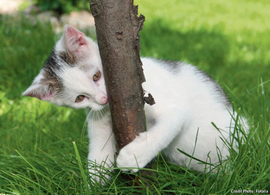 Chat mordillant un arbre 
