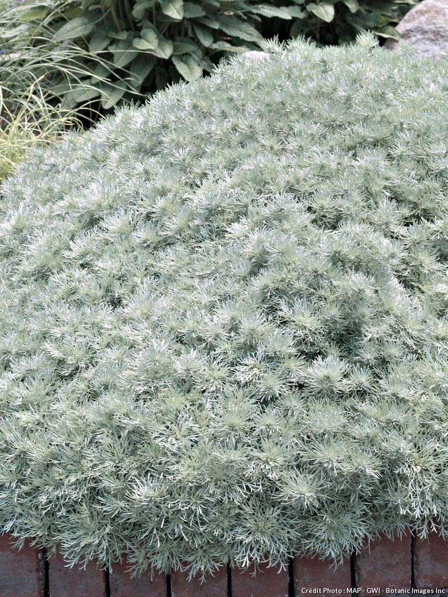 Artemisia schmidtiana 