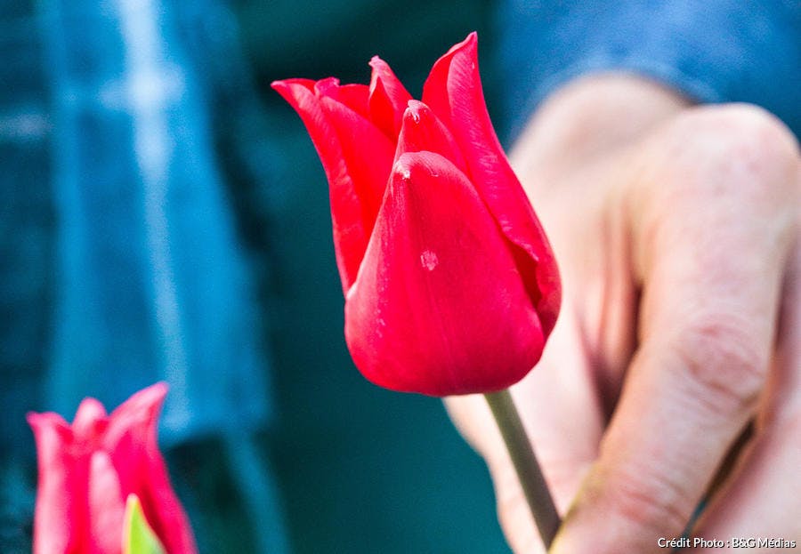 Tulipe à tige et pétales rouges 