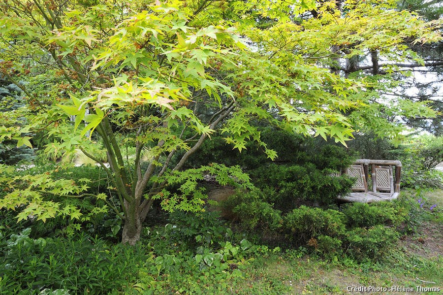 érable japonais jardin Loire 