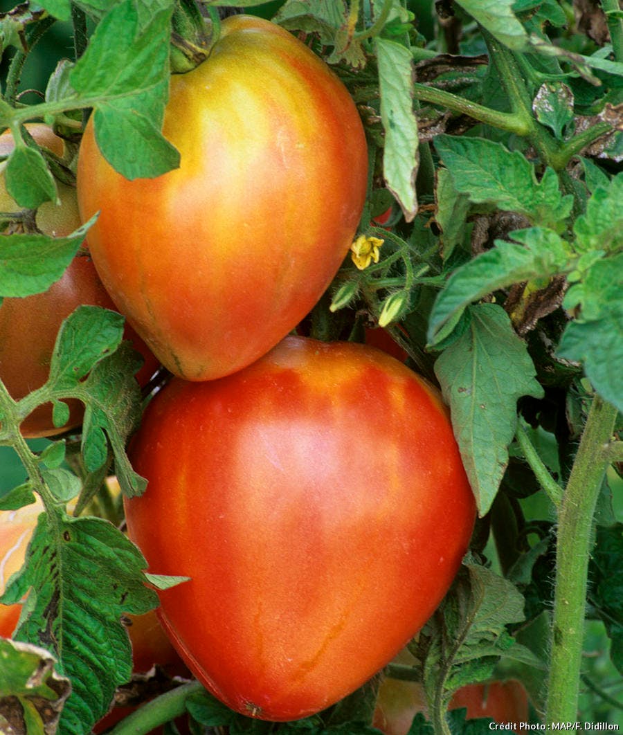 Tomate Coeur de Boeuf cultivée avec la lune 