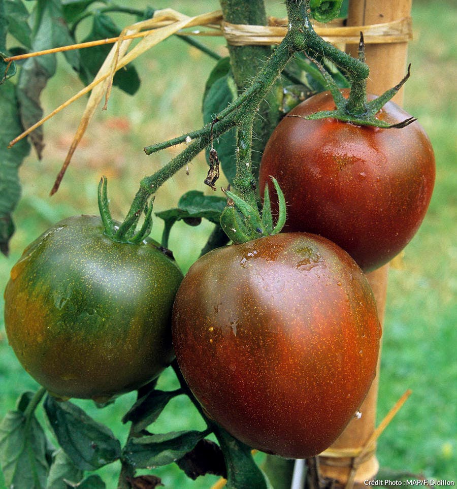Tomate Noire de Crimée 
