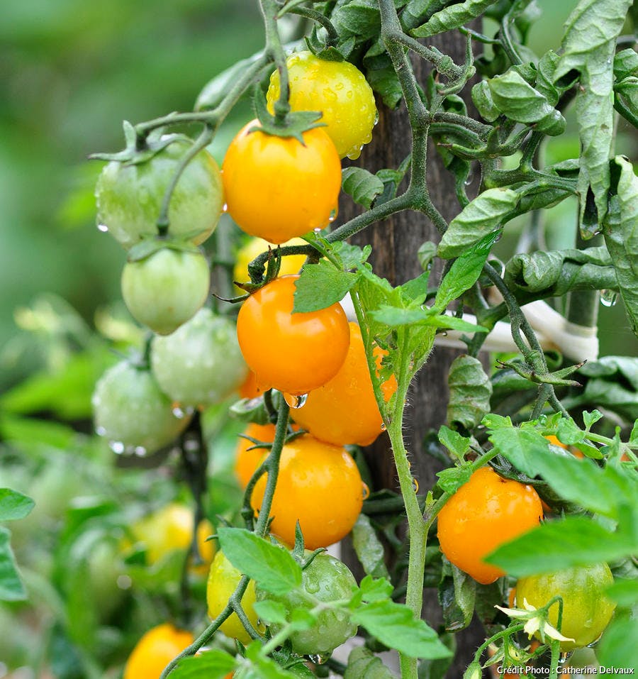 Tomate 'Gold Nugget' 