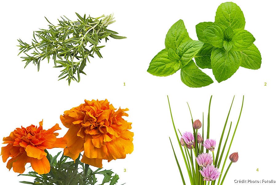 Composition plantes aromatiques 