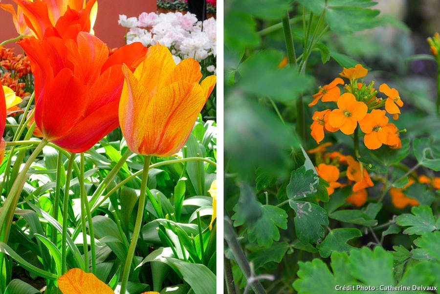 tulipe et giroflée orange 