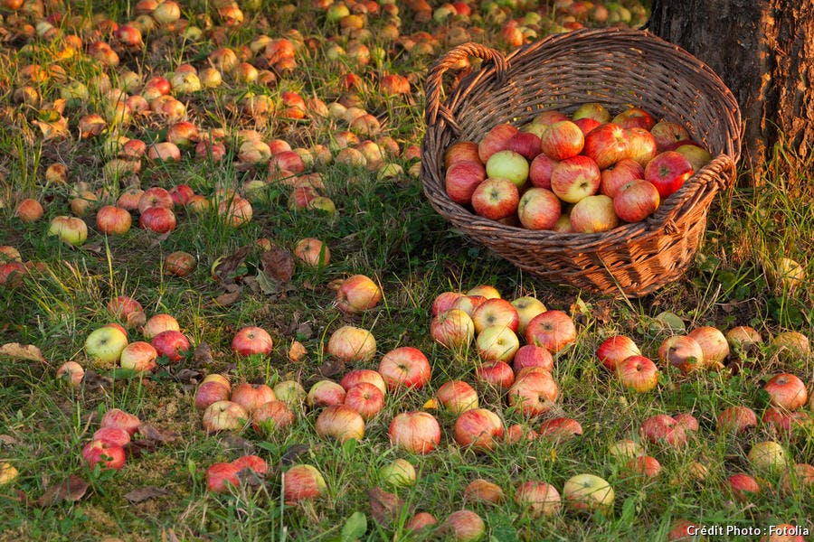 Cueillette de pommes 