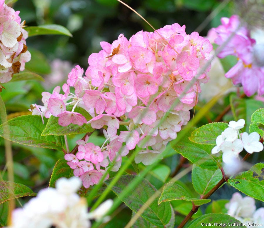 hortensia de couleur rose 