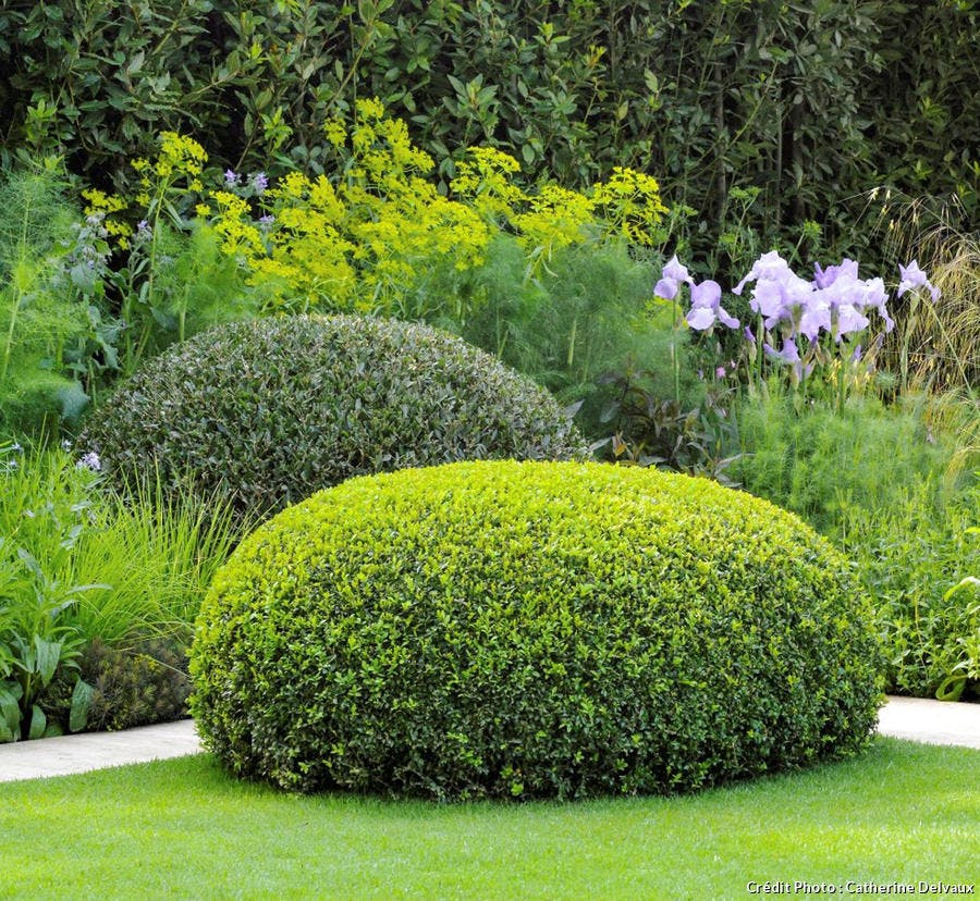 Boules de buis dans un jardin 