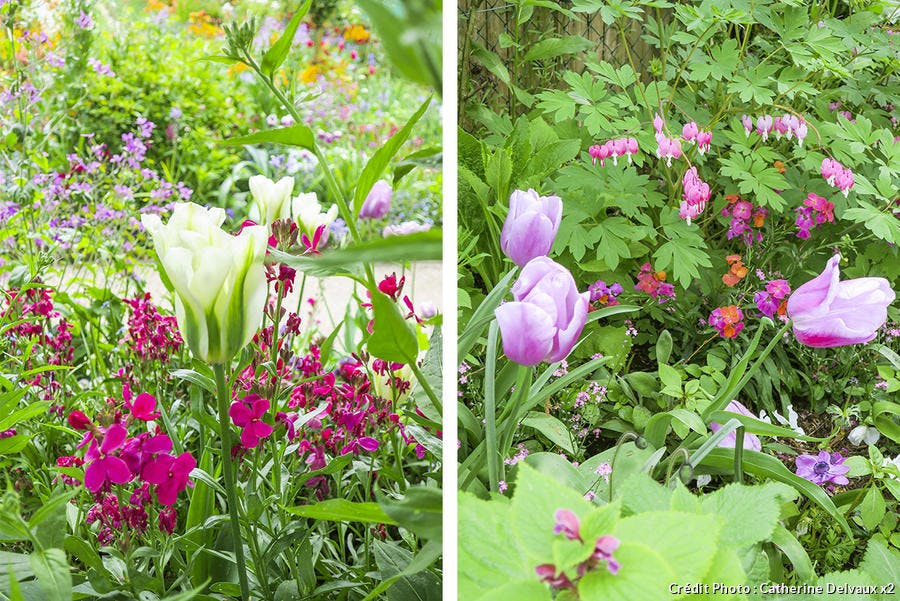 Planter des tulipes avec des vivaces 
