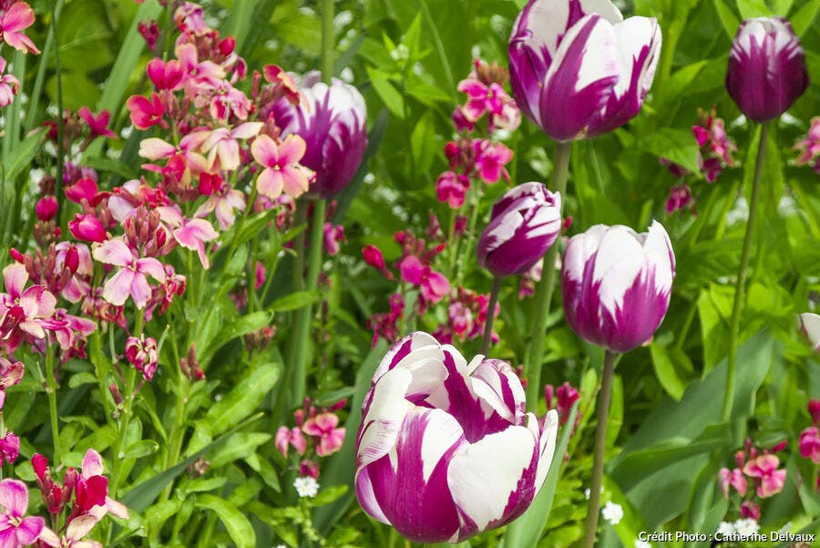 Planter des tulipes et des giroflées 