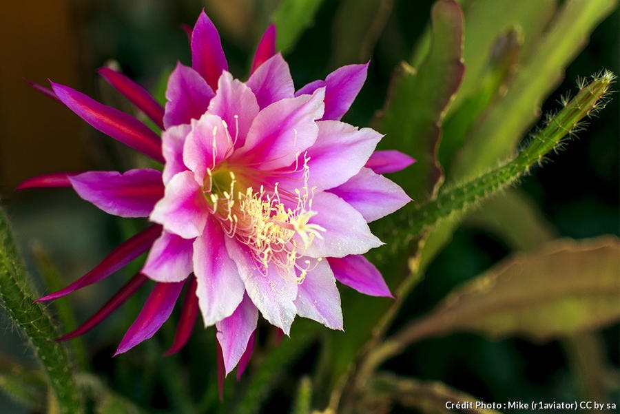 Un cactus-orchidée rose et violet 