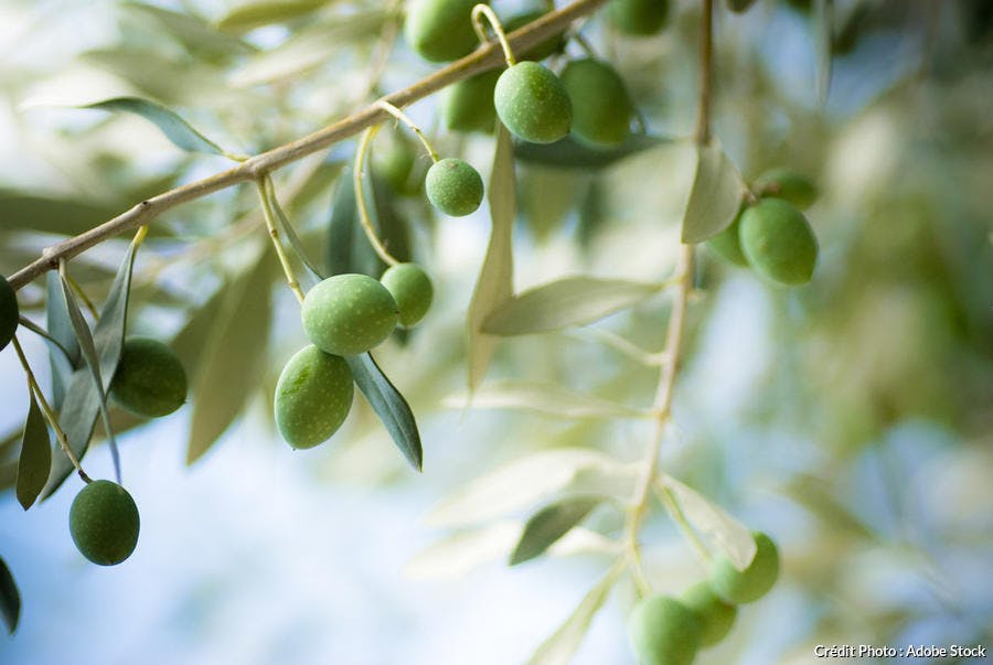 Branche d'olivier 