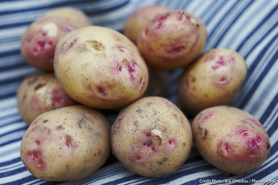 Pommes de terre à cultiver à l'ombre 
