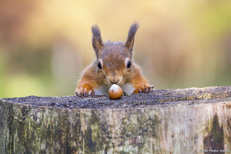 Résultat de recherche d'images pour "écureuil noisettes"