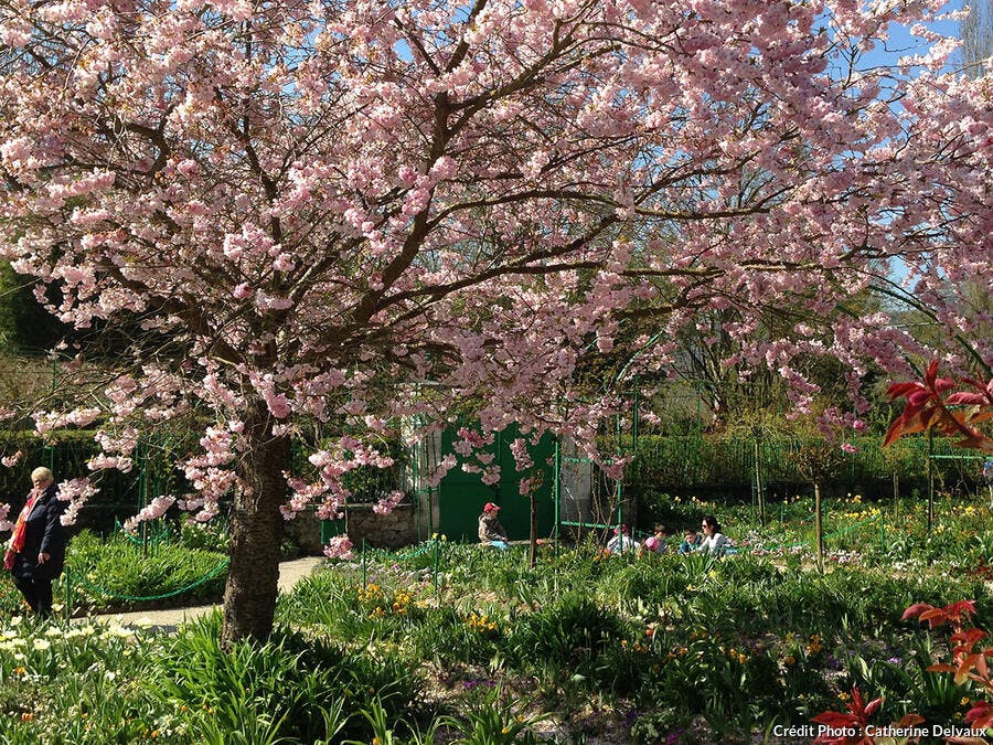 arbres en fleurs Giverny 